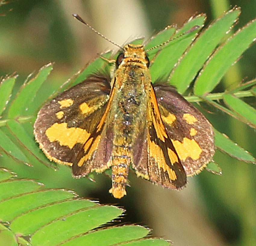 Luzon Grass Dart