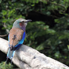 Lilac breasted Roller