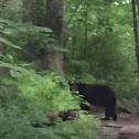 Momma Black Bear and her 2 cubs