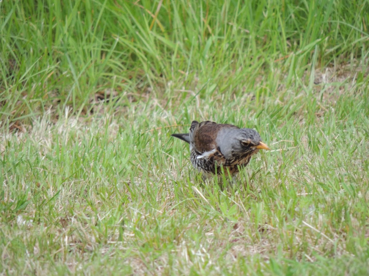 Fieldfare