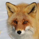 Ezo Red Fox