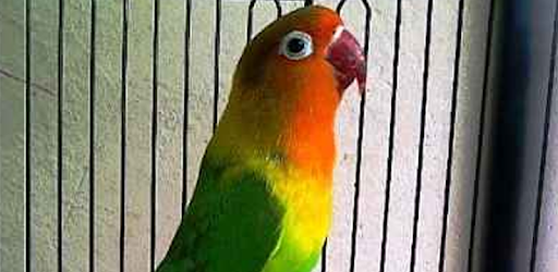 Descargar Lovebird Josan Hijau Tua Para Pc Gratis Ultima Version