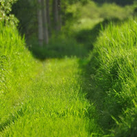 Immerso nel verde ... un viale verde ! di 