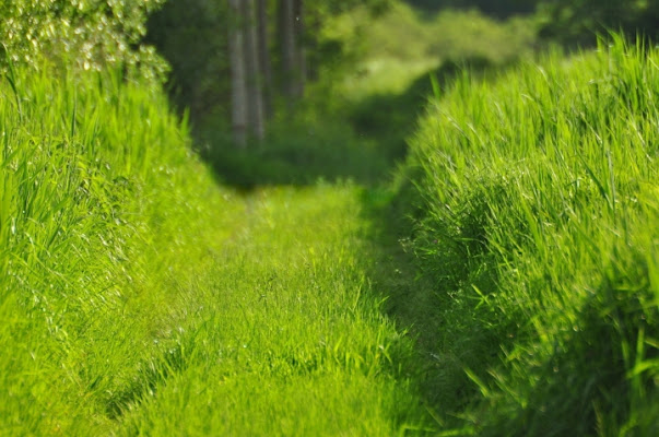 Immerso nel verde ... un viale verde ! di poppy