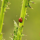 Spotless Lady Beetle