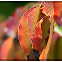 The leaf in Red di 