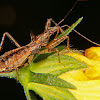 Assassin bug nymph