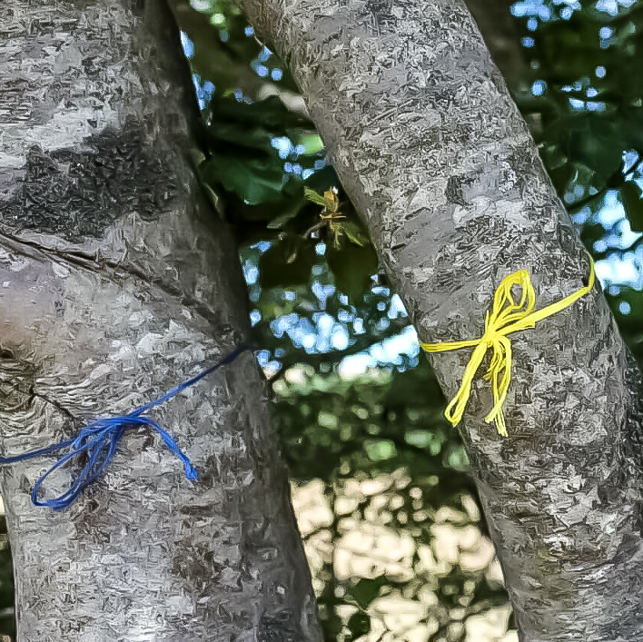 L'albero dei desideri di sangelica