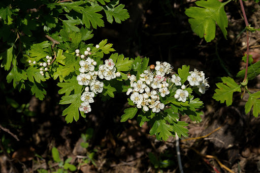 Crataegus monogyna