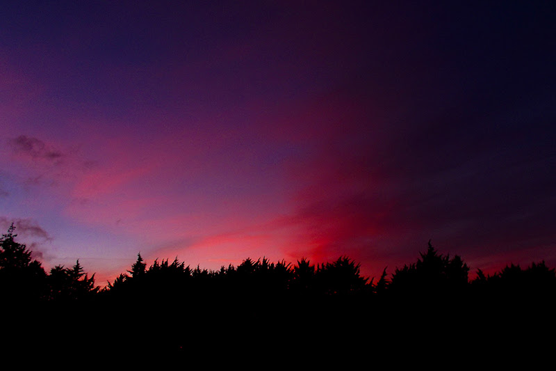 Fifty shades of purple di Martina Pocchiari