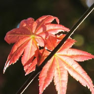 台北奧萬大樂活莊園