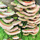 Turkey tail fungus