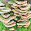 Turkey tail fungus