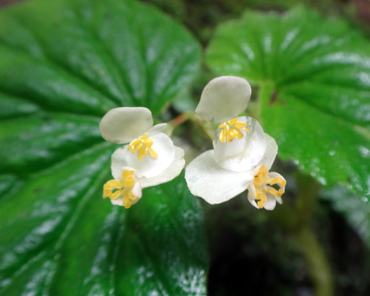 Begonia