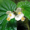 Begonia