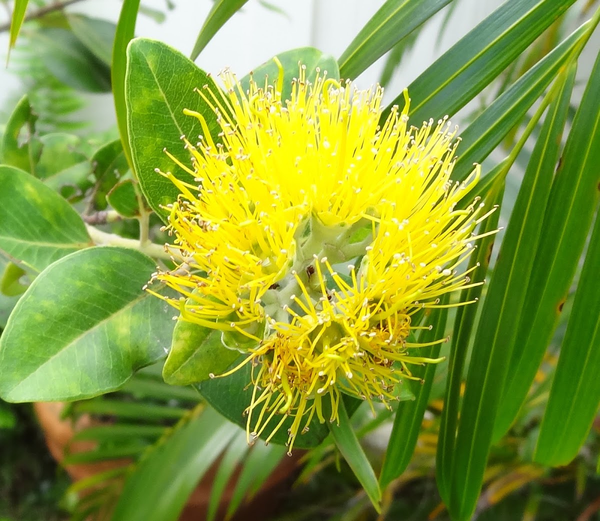 Yellow-blossomed 'Ohi'a Lehua