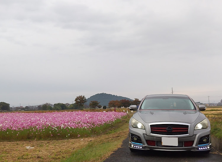 フーガの奈良県橿原市・藤原京旧跡・コスモス畑・新しい畑に関するカスタム事例の投稿画像5枚目