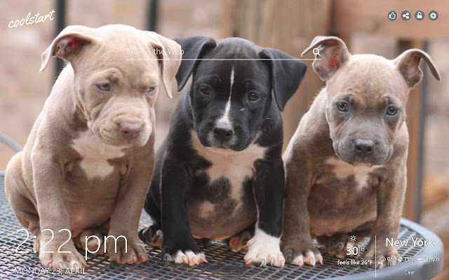 Pitbull HD Wallpapers Dogs and Puppies Theme