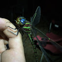 Regal Darner