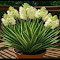 Item logo image for Tiger Tongue Plant Flowering Wallpaper