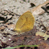 Straight-barred Grass Yellow Butterfly