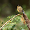 Red-flanked Bluetail (female)(紅脇藍尾鴝)