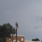 Red-tailed Hawk