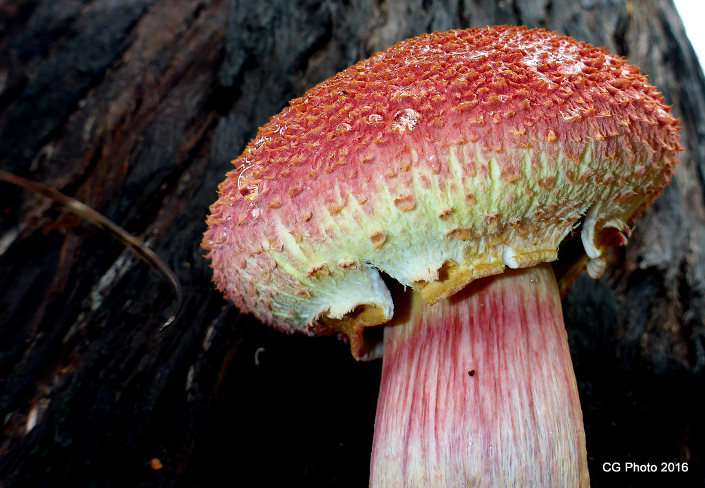 Pineapple Bolete