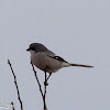 Southern Grey Shrike; Alcaudón Real