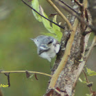 Blue-grey Gnatcatcher