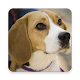 Download All Dog Breeds - Images and Videos For PC Windows and Mac 1.0