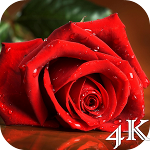 Red Rose 4K Live Wallpaper - Android Apps on Google Play