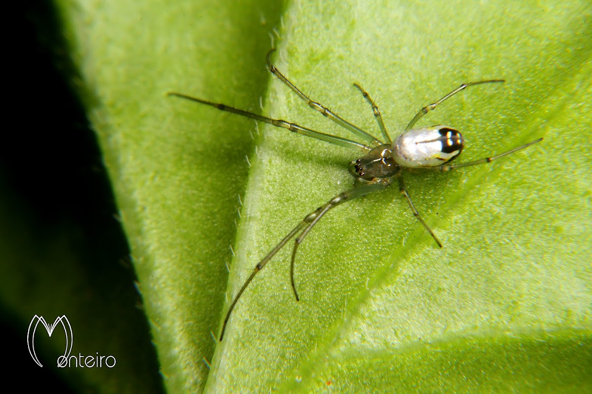 Mabel orchard orbweaver