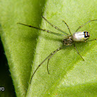 Mabel orchard orbweaver