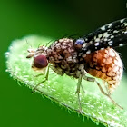 Spotted fly