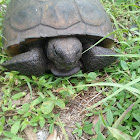 Gopher tortoise