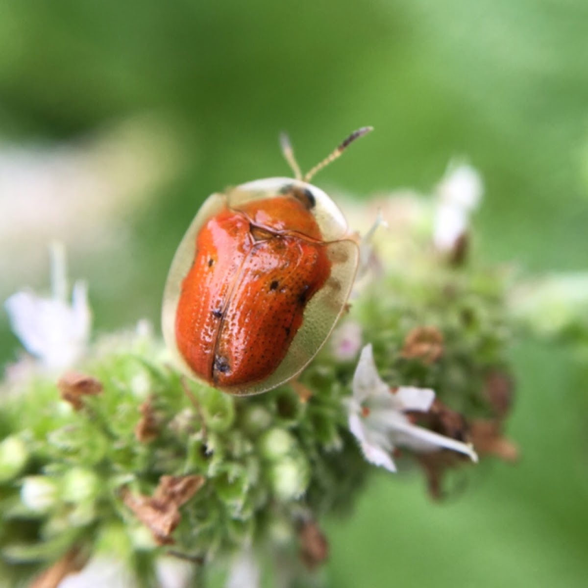 Golden Tortoise Beetle