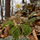 Windflower