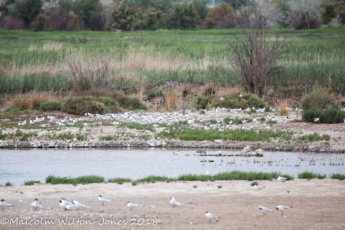 Sandwich Tern; Charrán Patinegro