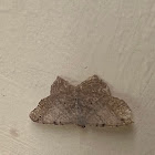 Angle Moth