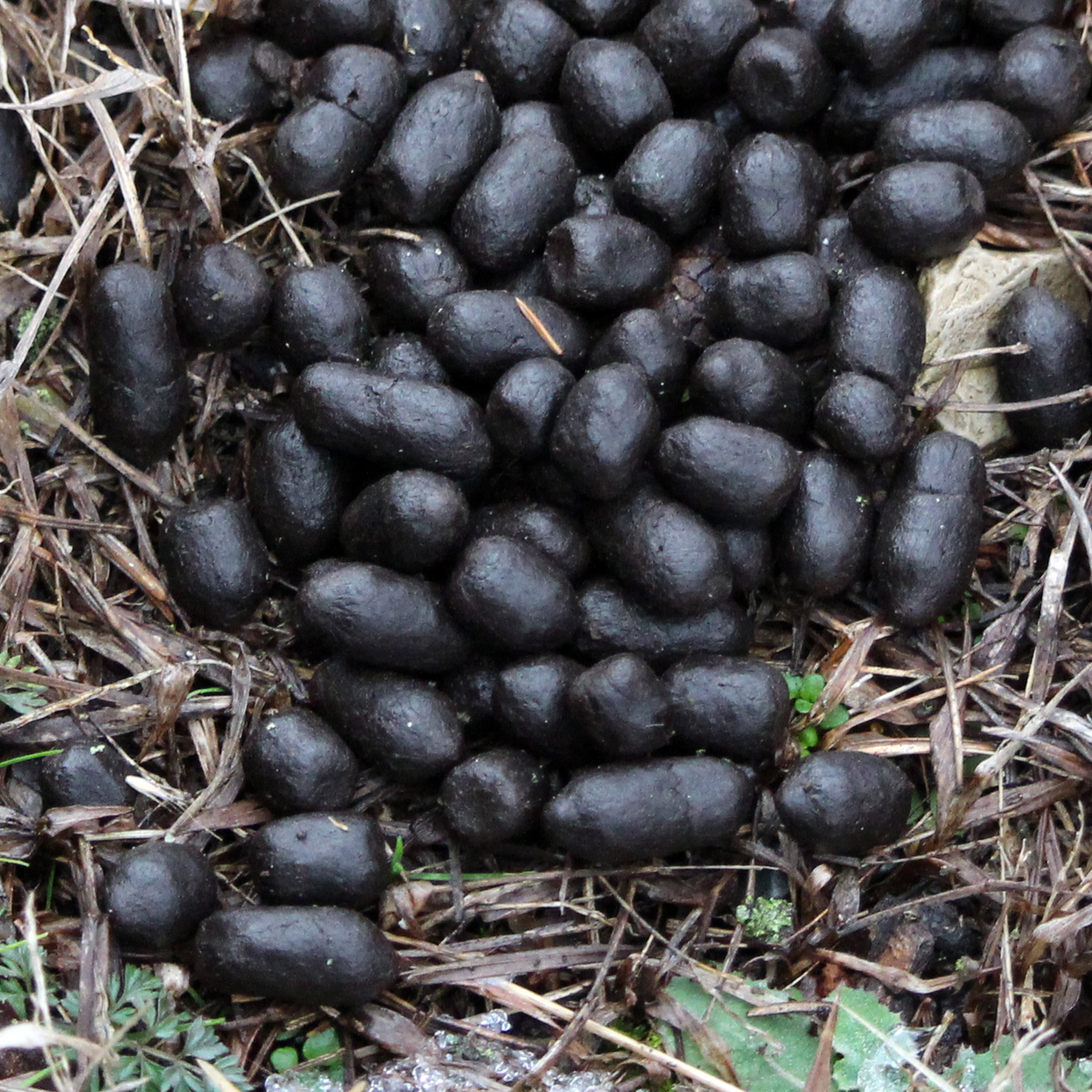 White-tailed Deer (Scat Pellets)