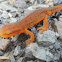 Red spotted newt