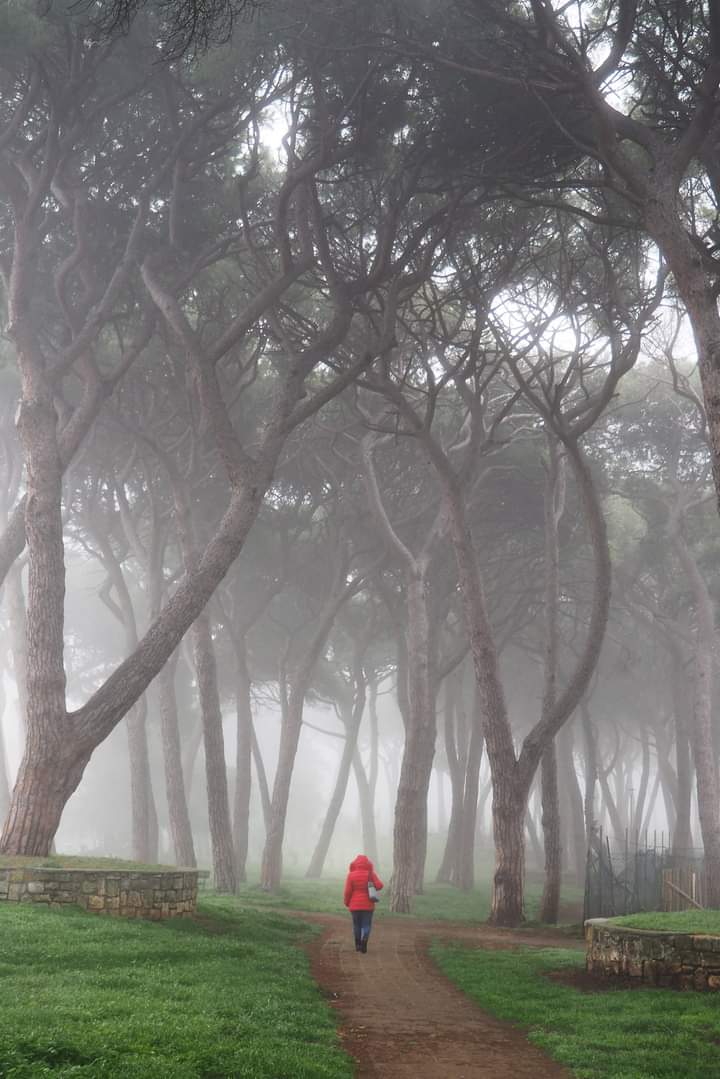 Parco pubblico nella nebbia di Stefifoto