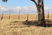 The youngest pupils at Mangelengele Primary School near Tsomo have been told to use the fields instead of the school toilets, which teachers say are not safe. 