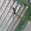 Golden Silk Orbweaver