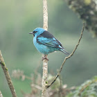 Black-legged Dacnis (male)