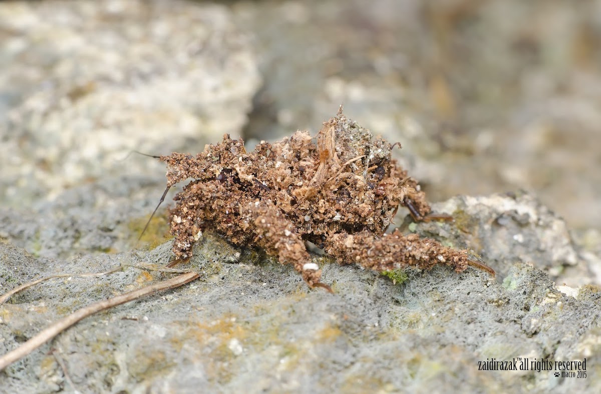 assasin bug nymph