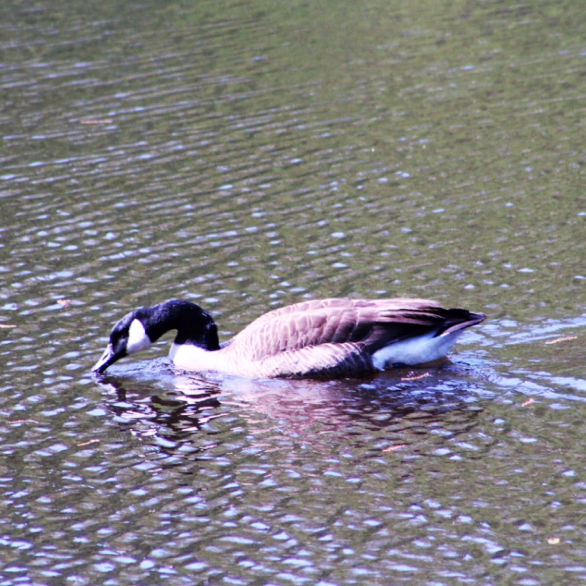 Canada goose