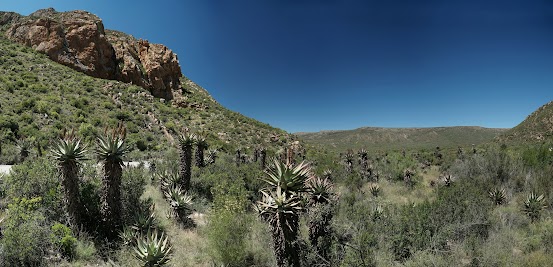 Aloe-Pflanzen am Ausgang der Seweweekspoort