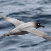 Light-mantled Sooty Albatross